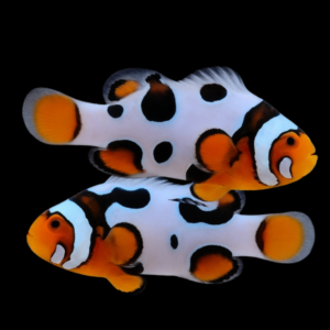 Picasso Percula Clownfish Amphiprion Percula Pair