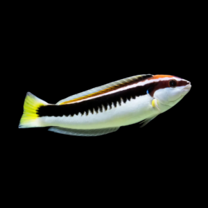 Picta Wrasse Coris Picta