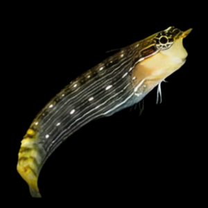 Pictus Blenny Ecsenius Pictus