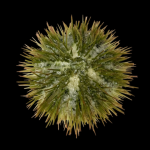 Pincushion Sea Urchin Lytechinus Variegatus