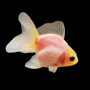 Pink Black Eye Oranda Goldfish Carassius Auratus