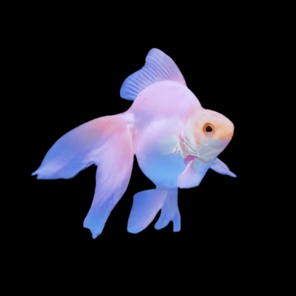 Pink Black Eye Ryukin Goldfish Carassius Auratus
