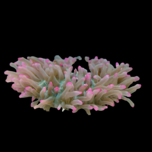 Pink Condylactis Anemone Condylactis Gigantea