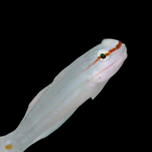 Pink Line Goby Amblygobius Decussatus