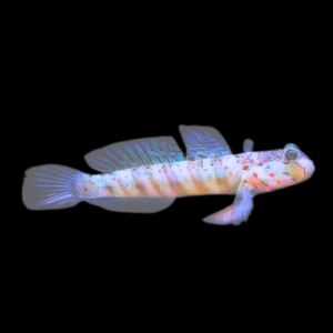 Pink Spot Goby Cryptocentrus Leptocephalus