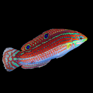 Pinkface Wrasse Halichoeres Ornatissimus