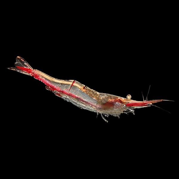 Pinocchio Shrimp Caridina 2cm