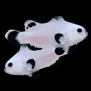 Plasma Storm Clownfish Amphiprion Ocellaris Pair