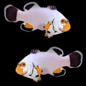 Platinum Clownfish Amphiprion Percula Pair