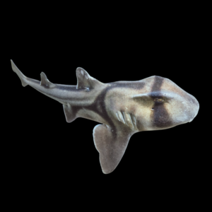 Port Jackson Shark Heterodontus Portusjacksoni