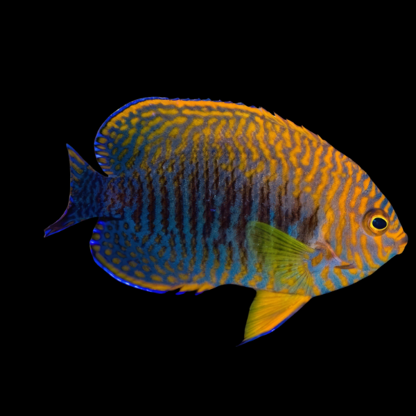 Potters Dwarf Angelfish Centropyge Potteri