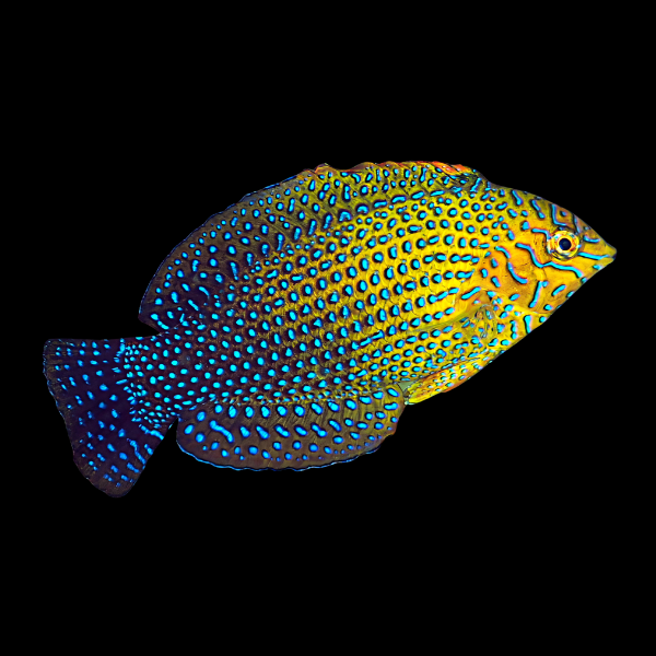 Potter's Wrasse Macropharyngodon Geoffroy
