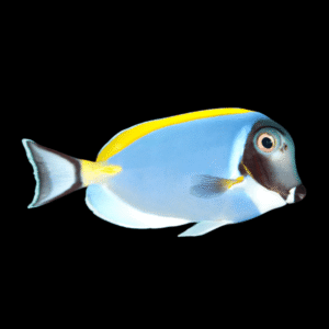 Powder Blue Tang Acanthurus Leucosternon