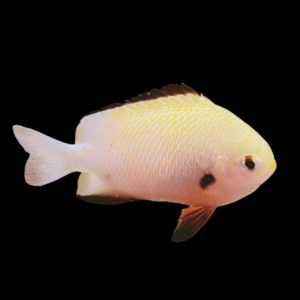 Pretty Damsel Dascyllus Marginatus