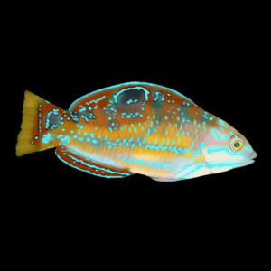 Pudding Wife Wrasse Halichoeres Radiatus
