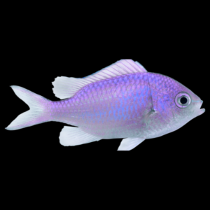 Purple Chromis Chromis Albomaculata