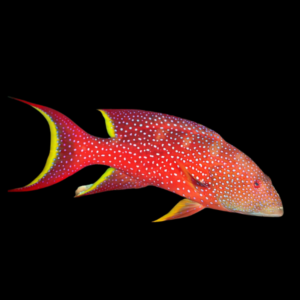 Purple Lyre Tail Grouper Variola Louti