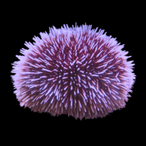 Purple Pin Cushion Sea Urchin Lytechinus Variegatus