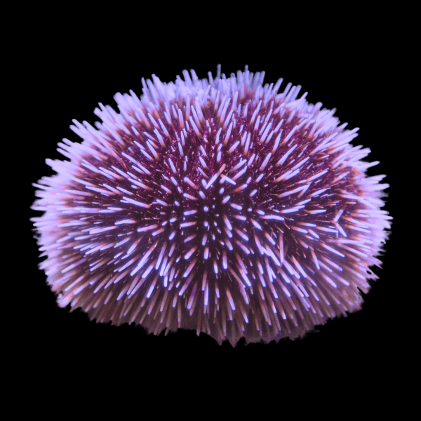 Purple Pin Cushion Sea Urchin Lytechinus Variegatus