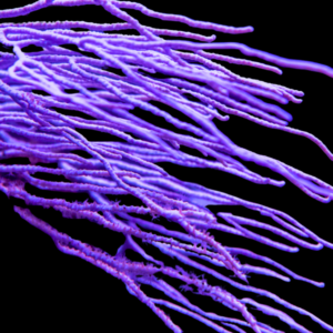 Purple Ribbon Gorgonia Pterogorgia Anceps