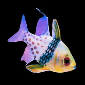 Pyjama Cardinal Sphaeramia Nematoptera