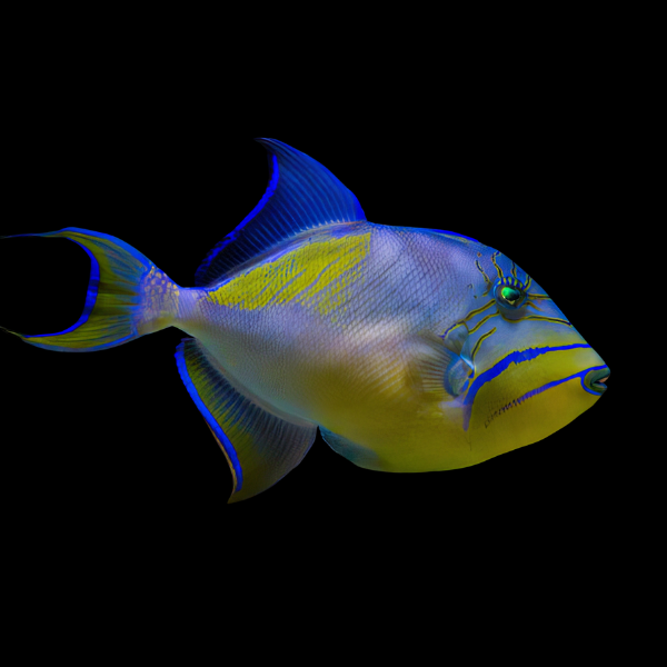 Queen Trigger Fish Balistes Vetula