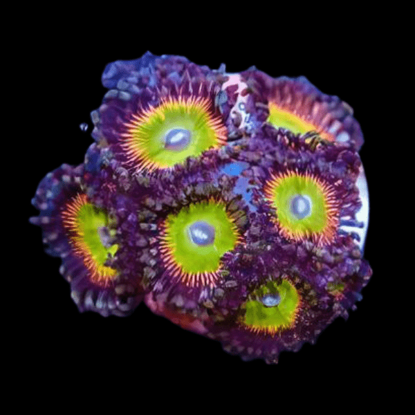 Rainbow Zoa Soft Coral Frag Zoanthus Sp