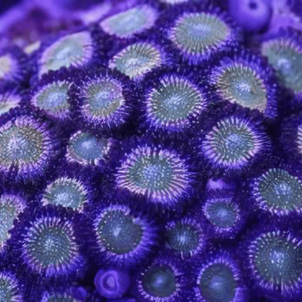 Rainbow Zoa Soft Coral Frag Zoanthus Sp - Image 3