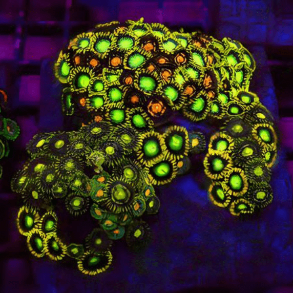 Rainbow Zoa Soft Coral Frag Zoanthus Sp - Image 2