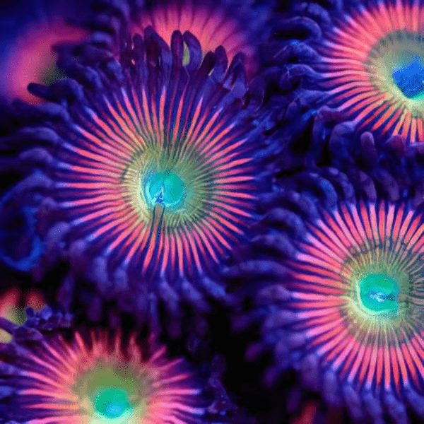 Rainbow Zoa Soft Coral Frag Zoanthus Sp - Image 4