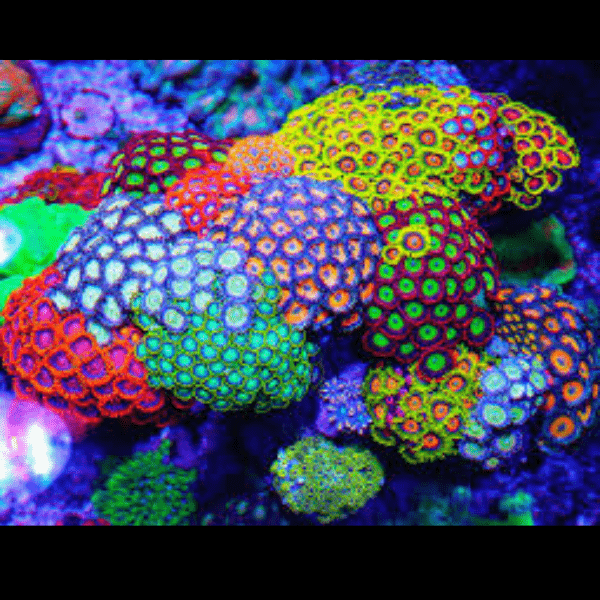 Rainbow Zoa Soft Coral Frag Zoanthus Sp - Image 5