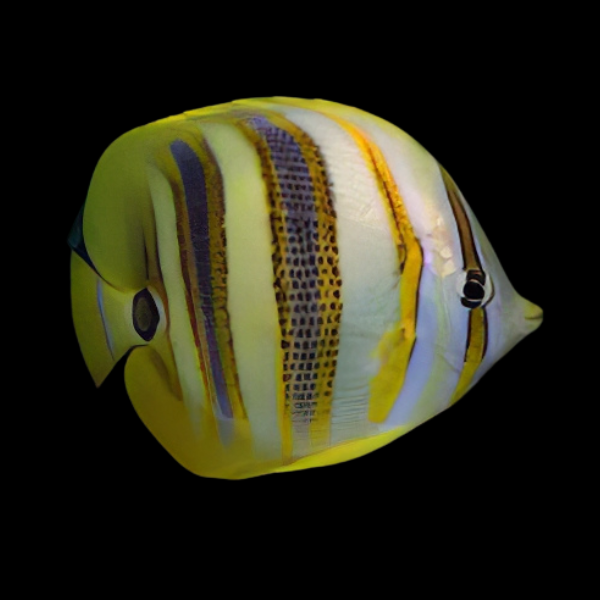 Rainford's Butterfly Fish Chaetodon Rainfordi
