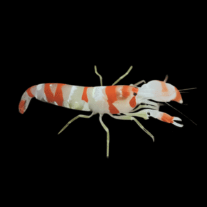 Randalls Pistol Shrimp Alpheus Randalli