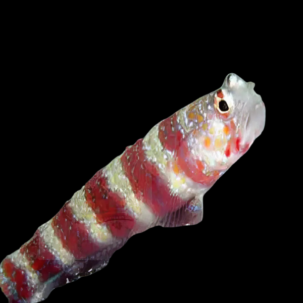 Red Banded Goby Amblyeleotris Wheeleri