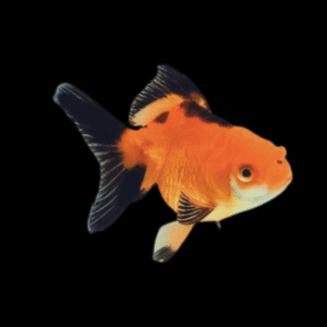 Red & Black Oranda Goldfish Carassius Auratus