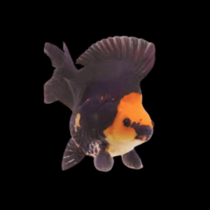 Red and Black Ryukin Goldfish Carassius Auratus