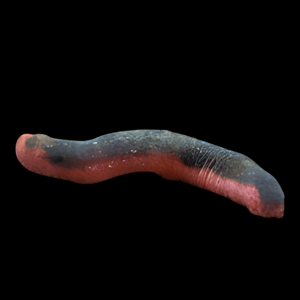 Red Black Sea Cucumber Holothuria Edulis