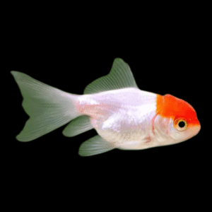 Red Cap Oranda Goldfish Carassius Auratus