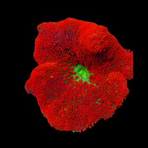 Red Carpet Anemone Stichodaqctyla Haddoni