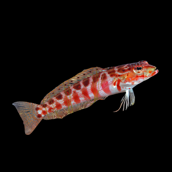 Red Check Goby Parapercis Sp