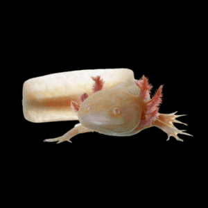 Red Eye Albino Axolotl Ambystoma Mexicanum 5cm