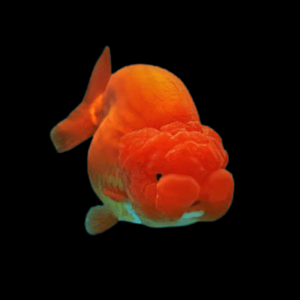 Red Lionhead Ranchu Goldfish Carassius Auratus 5cm