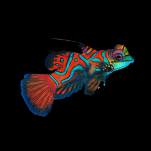 Red Mandarin Dragonette Synchiropus Splendidus