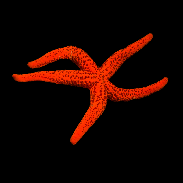 Red Neon Starfish Echinaster Sepositus