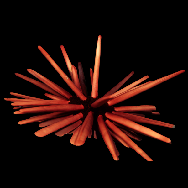 Red Pencil Sea Urchin Heterocentrotus Mammillatus