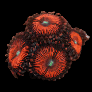 Red People Eaters Coral Polyp Zoanthus Gigantus