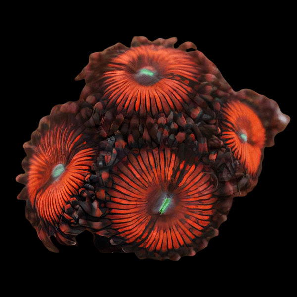 Red People Eaters Coral Polyp Zoanthus Gigantus