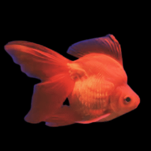 Red Ryukin Goldfish Carassius Auratus