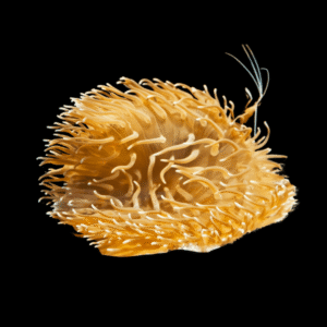 Red Sand Anemone Macrodactyla Doreensis