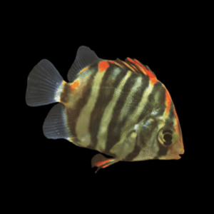 Red Scat Scatophagus Argus 4cm